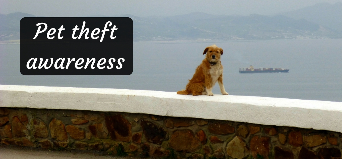 A small dog sat on a low wall, the sea behind him. Text overlayed reads "pet theft awareness"